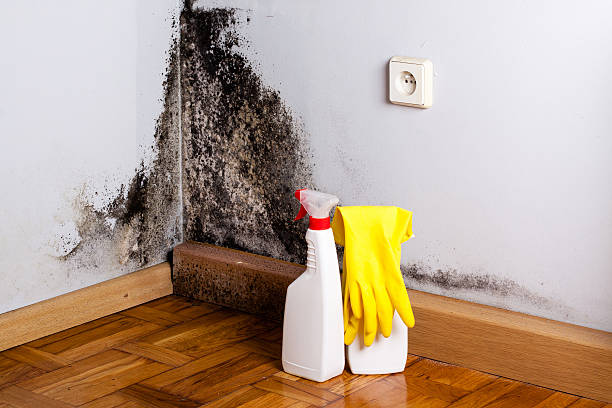 Best Commercial Mold Removal  in Mountain View Ranches, AZ