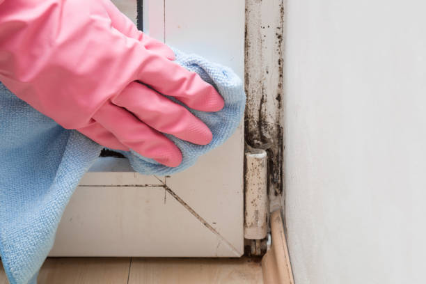 Best Certified Mold Removal  in Mountain View Ranches, AZ