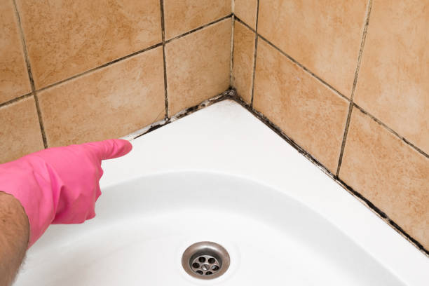 Office Mold Removal Services in Mountain View Ranches, AZ